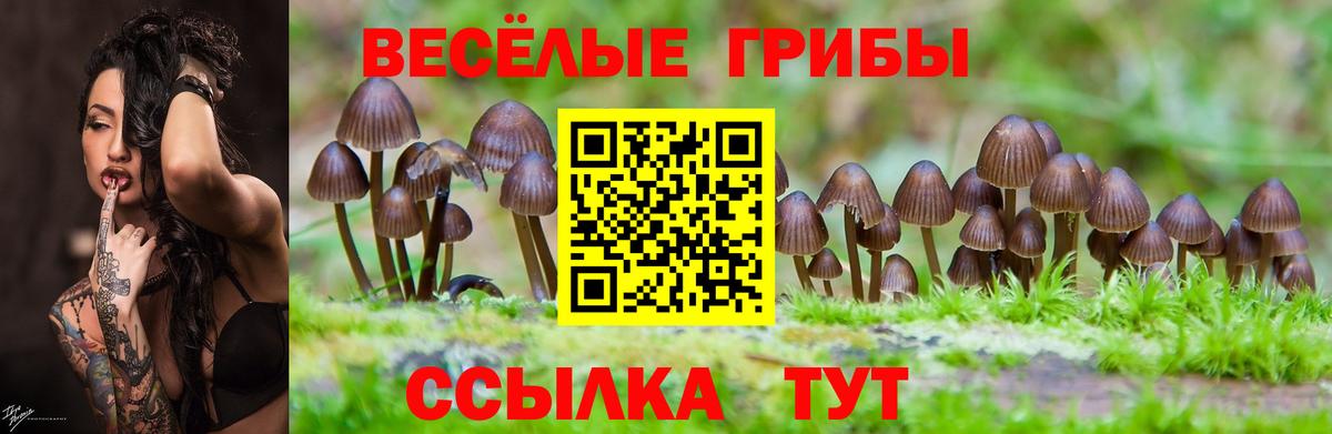 Галлюциногенные грибы GOLDEN TEACHER Новоалександровск